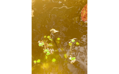 Newts in Space