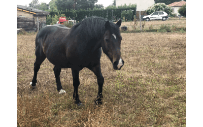 History and Horses
